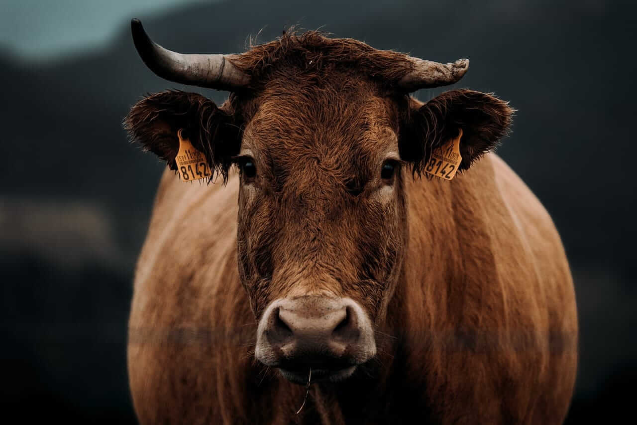 Cattle Post Mixed Wednesday Action