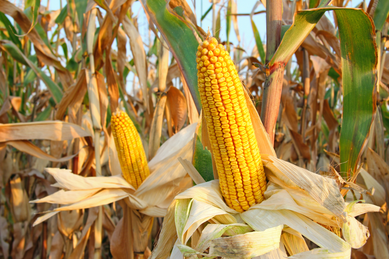 Corn Hold Steady on Friday